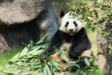 Obraz premium Panda eating bamboo