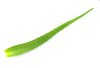 aloe vera fresh leaf. isolated over white background