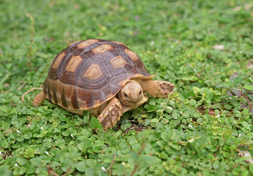 african spurred turtle on green garden