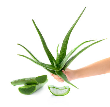 Hand Holding Aloe Vera Fresh Leaf. Isolated Over White Backgroun