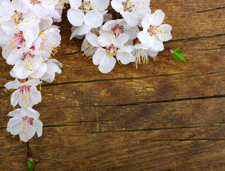 flower on wood