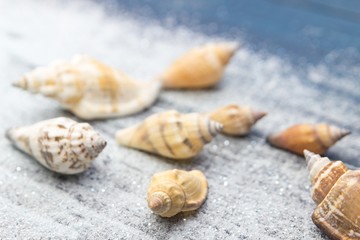 Muscheln - konzeptionell