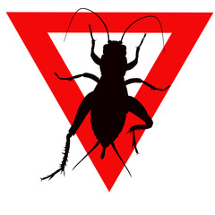 cricket, acheta domestica
