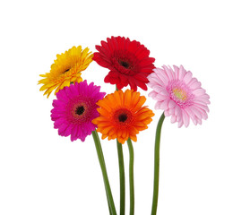 gerbera daisies