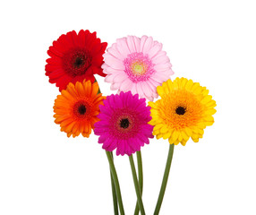 gerbera daisies
