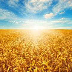 Naklejka premium Field of wheat