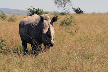 Fototapeta premium Rhino, rhinoceros, Kruger national Park