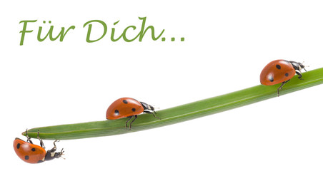 Marienkäfer, Glücksbringer