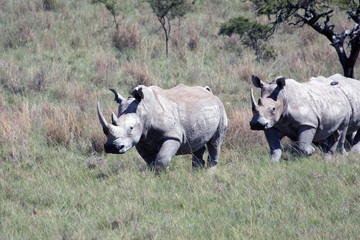 Obraz premium Rhino, rhinoceros, Kruger national Park