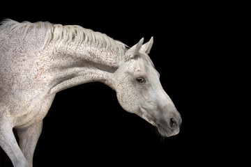 Obraz na płótnie Canvas White horse on black
