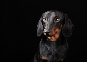 Puppy dachshund portrait in a dark studio