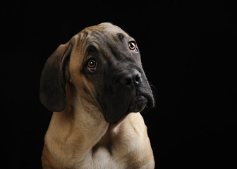 portrait of a Mastiff puppy