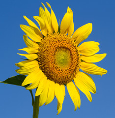 Naklejka premium Sunflower