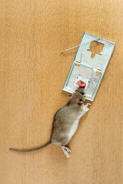 Rat caught by rat-trap