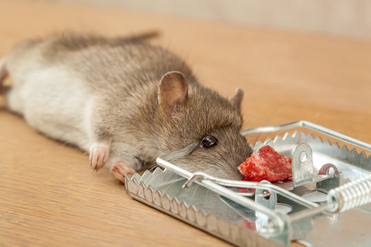 Rat caught by rat-trap