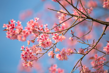 Wild himalayan cherry