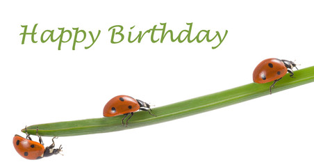 Marienkäfer, Glücksbringer