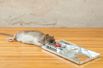 Rat caught by rat-trap on floor