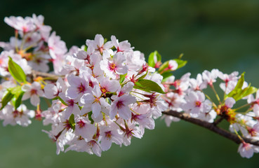 Cherry blossoms