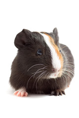 guinea pig