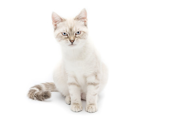 Gattino bianco isolato su sfondo bianco