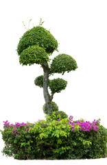 Fototapeta premium bonsai tree in garden isolated on white