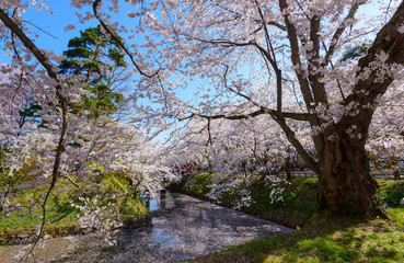 Cherry blossoms at the Hirosaki Castle Park in Hirosaki, Aomori,