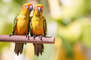 Fotobehang Sun conure parrot on the background of nature © ittipol