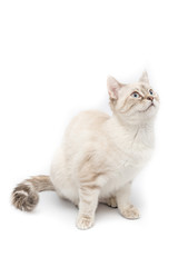 Gattino bianco isolato su sfondo bianco