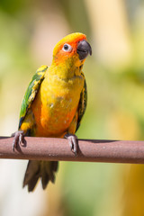 Sun conure parrot on the background of nature