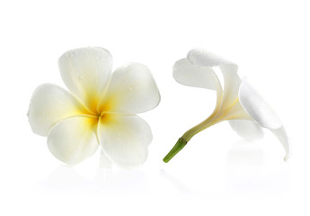White frangipani flowers isolate on white