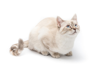 Gattino bianco isolato su sfondo bianco - obrazy, fototapety, plakaty