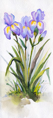 Watercolor landscape. Lush purple irises in the park