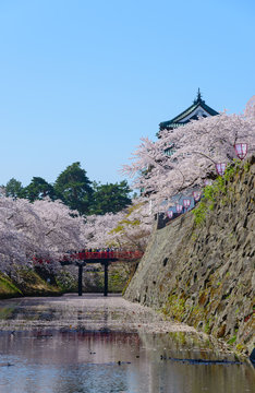 Cherry blossoms at the Hirosaki Castle Park in Hirosaki, Aomori,