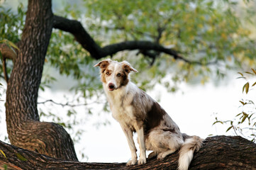 sable border collie dog portrait in summer