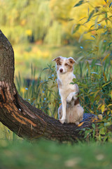 Fototapeta premium border colli on a tree