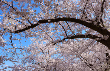 Obraz premium Cherry blossoms at the Hirosaki Castle Park in Hirosaki, Aomori,