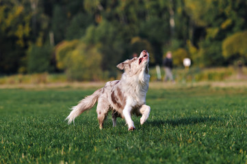 Border collie doing tricks in the Park