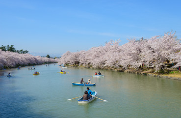 Cherry blossoms at the Hirosaki Castle Park in Hirosaki, Aomori,