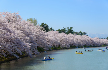 Cherry blossoms at the Hirosaki Castle Park in Hirosaki, Aomori,