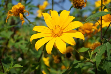 Tithonia diversifolia (Mexican sunflower)