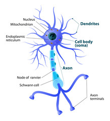 Structure of a motor neuron