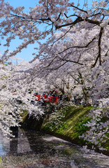 Cherry blossoms at the Hirosaki Castle Park in Hirosaki, Aomori,