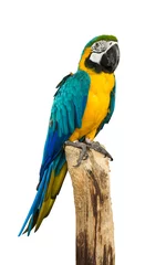Lichtdoorlatende rolgordijnen Papegaai Ara papegaai vogel