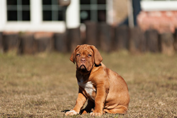 very funny puppy Bordeaux Mastiff