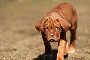 very funny puppy Bordeaux Mastiff
