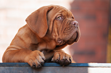 Fototapeta premium very funny puppy Bordeaux Mastiff