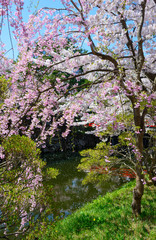 Cherry blossoms at the Hirosaki Castle Park in Hirosaki, Aomori,