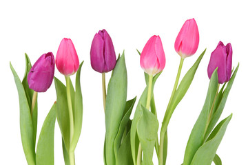 Tulpen