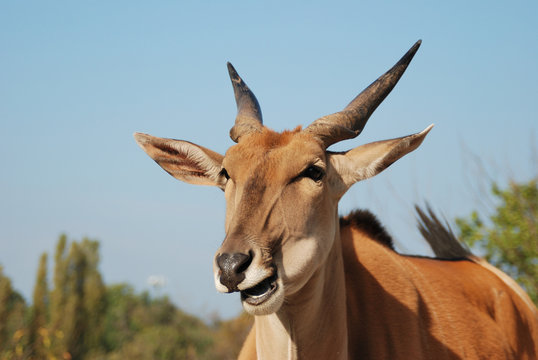 Antilope2